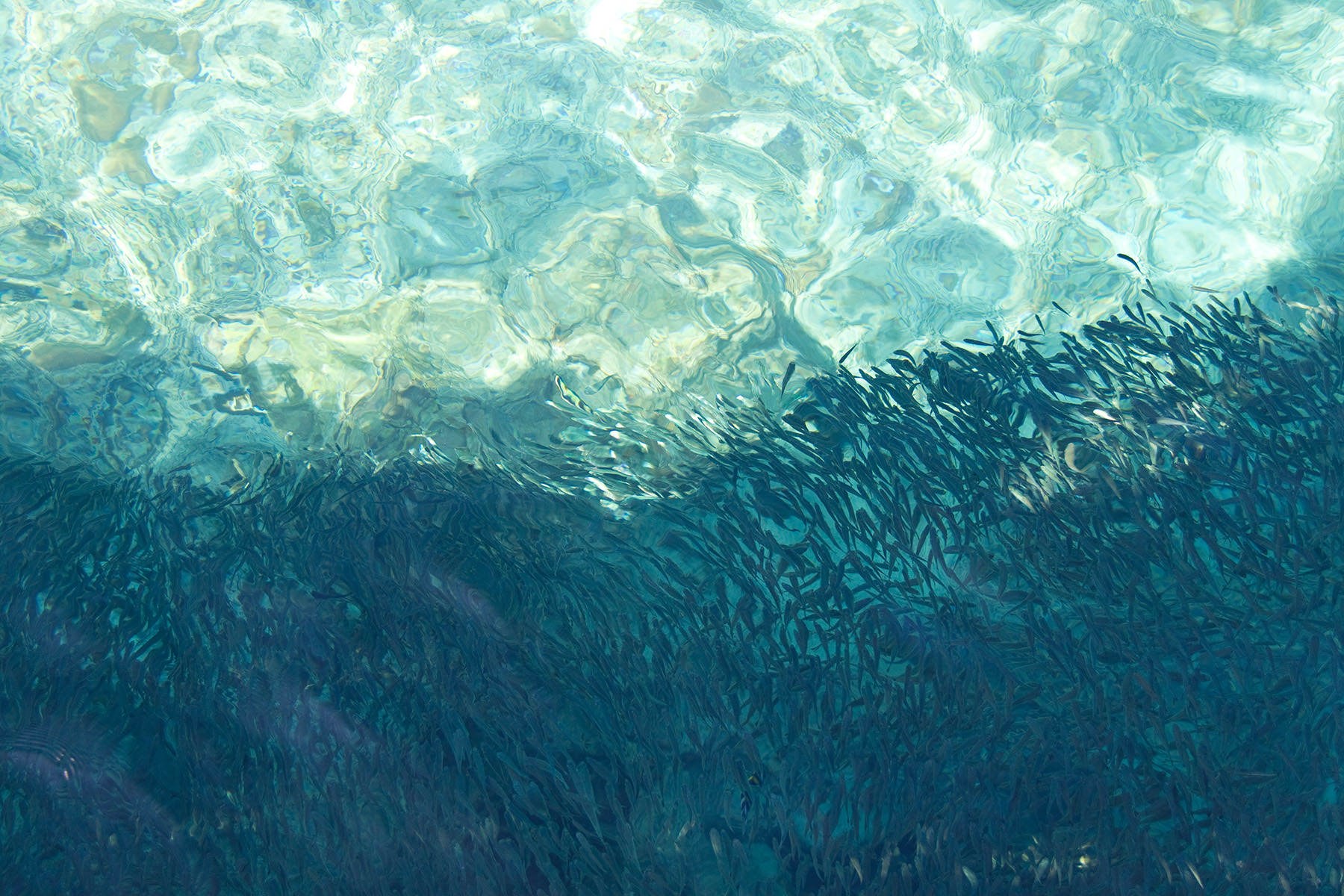 School of Fish Shading from The Sun (Thailand)