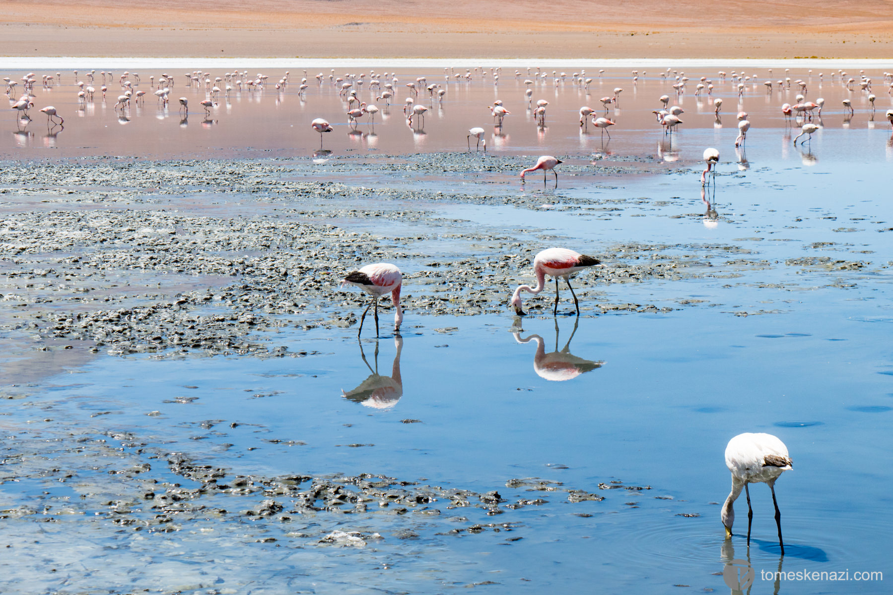 Flamingos are very common in Uyuni lagunas, near Chile border, Bolivia