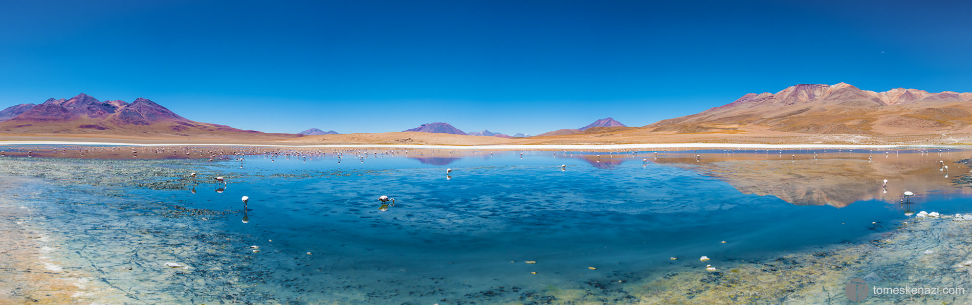 Laguna and flamingos, near Chile border, Bolivia